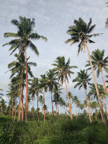 Coconut palms